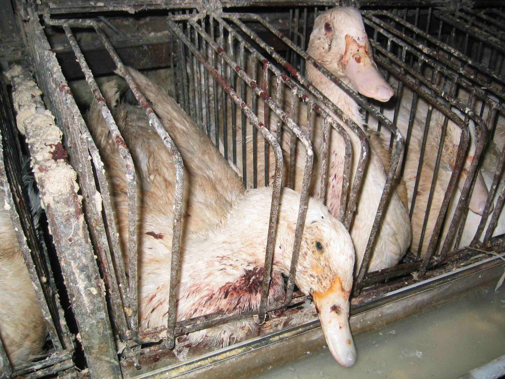 foie_gras_oca1.jpg