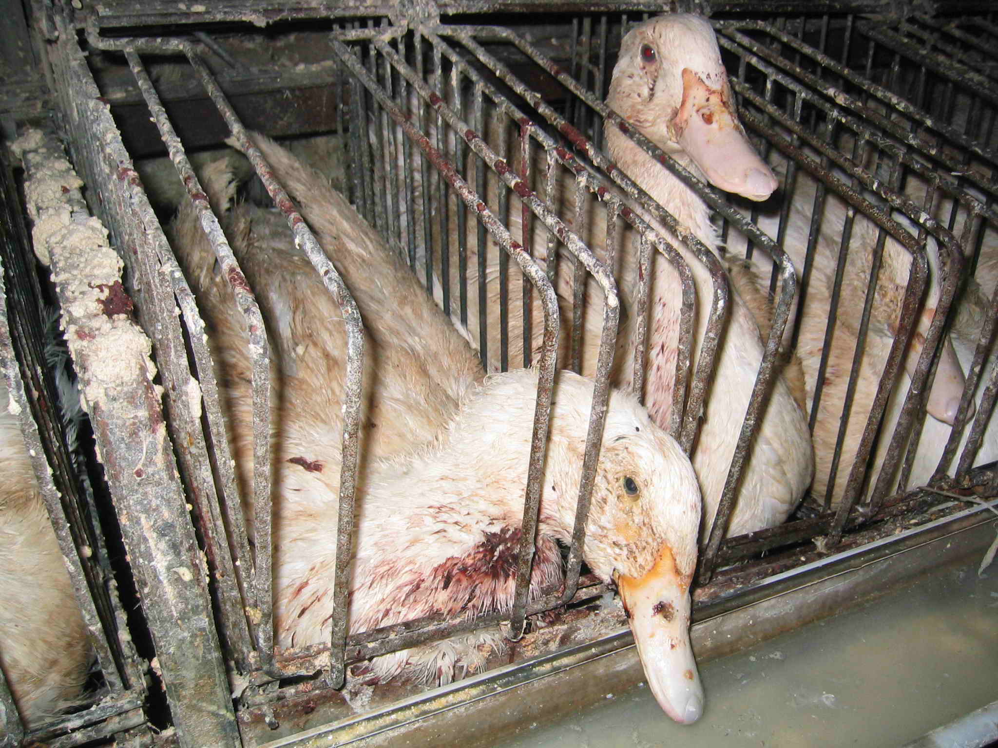 foie_gras_oca1.jpg