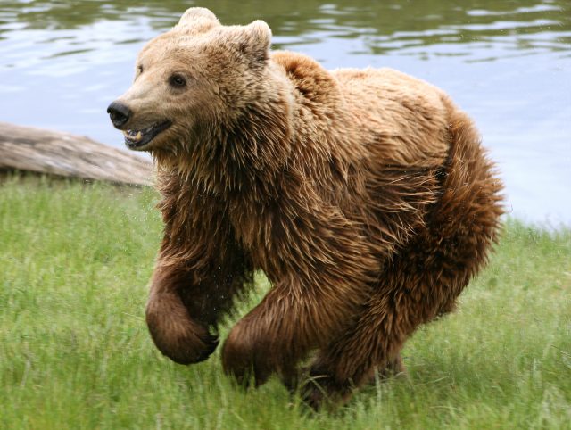 brown_bear_ursus_arctos_arctos_running.jpg