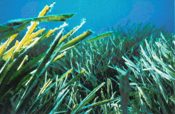 posidonia.jpg