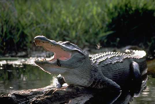 coccodrillo.jpg