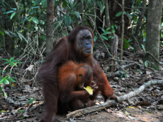 orangofemmina.png