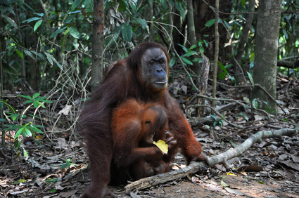 orangofemmina.png