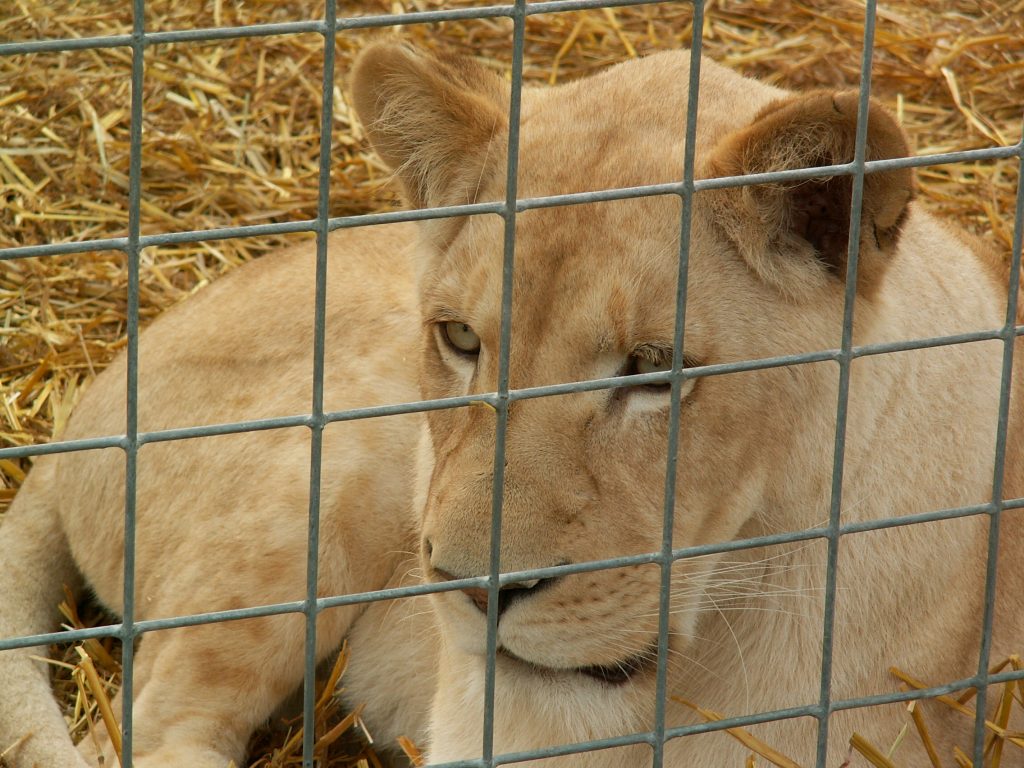 leonessa-krone-peta.jpg