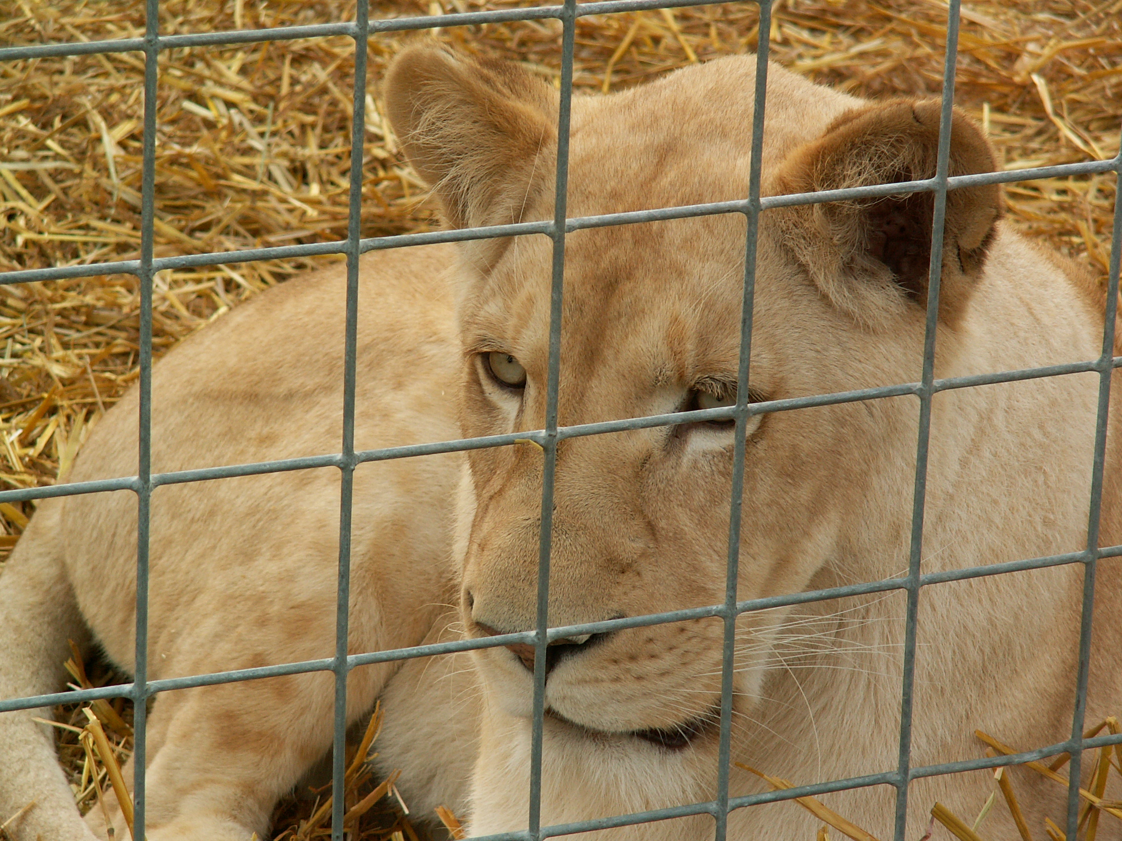 leonessa-krone-peta.jpg