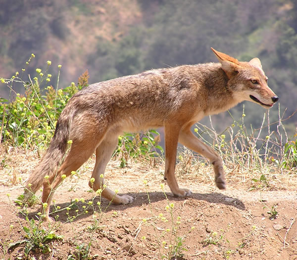 coyote.jpg