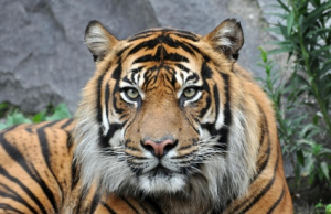 tigre2012.png