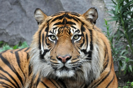 tigre2012.png