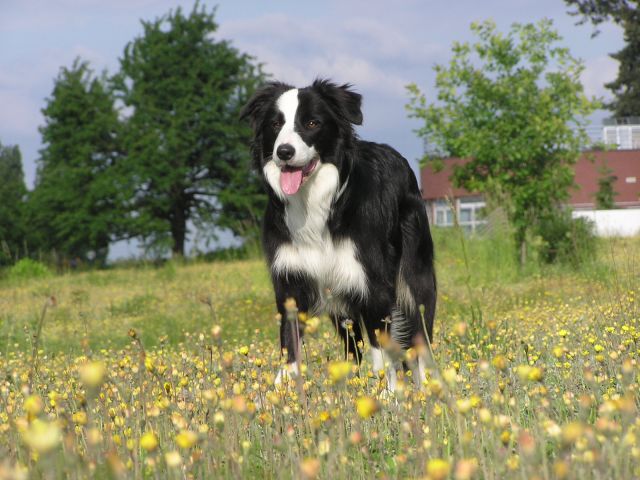 bordercollie.jpg