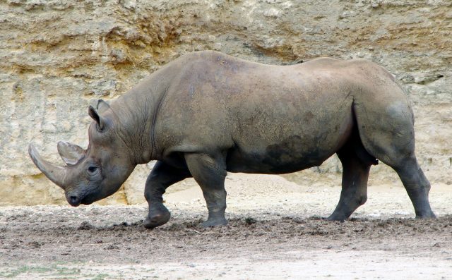 rinocerontenero.jpg