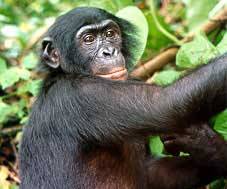 bonobo.jpg
