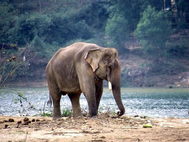 elefanteindiano.jpg