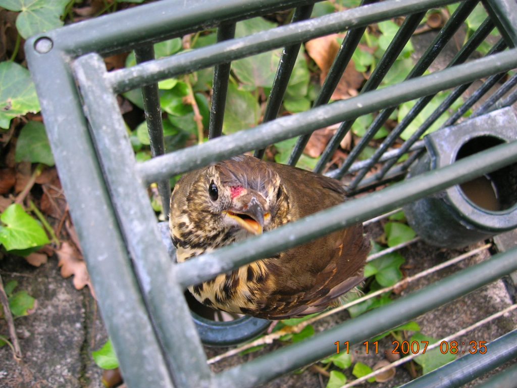 richiami vivi - f.cagliata.jpg