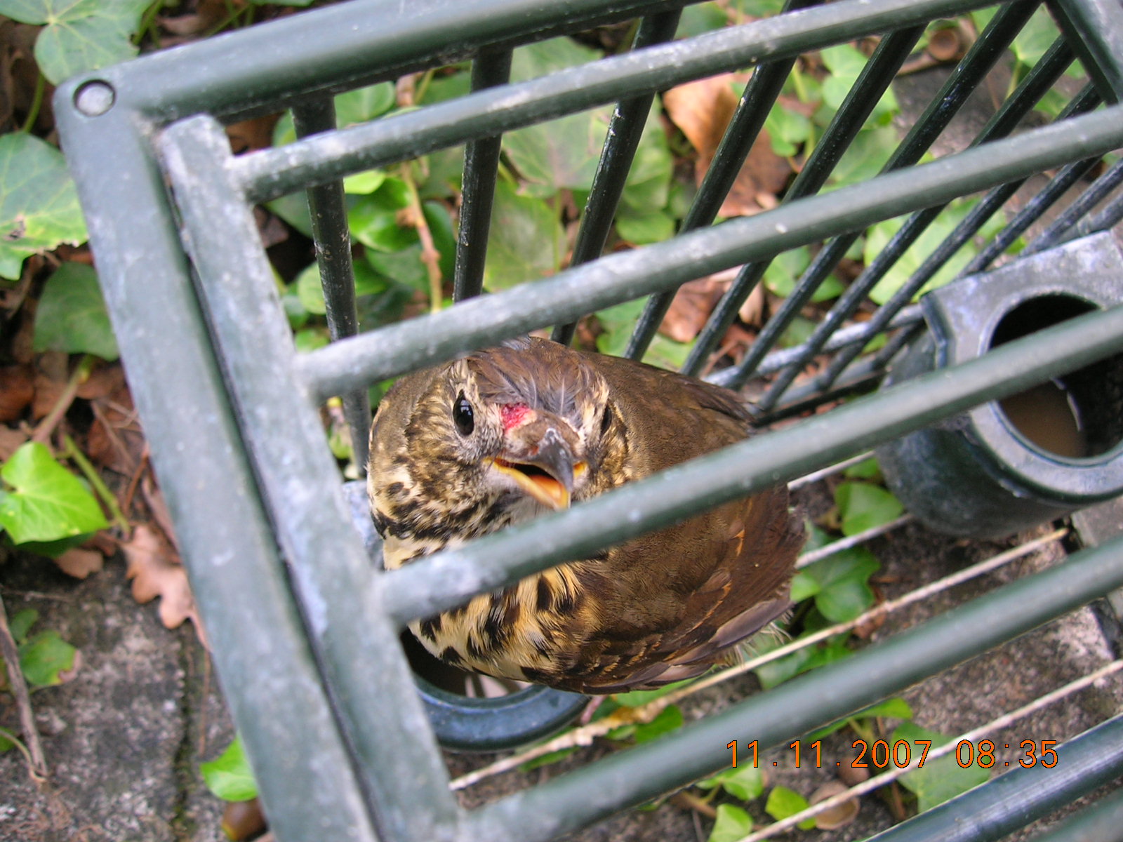 richiami vivi - f.cagliata.jpg