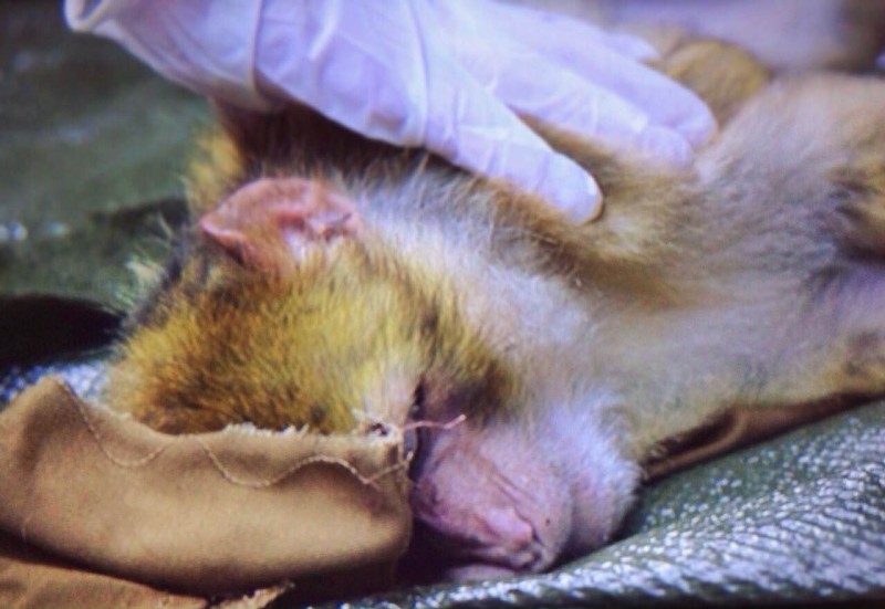 Animali Bertuccia 01 Jpg Jpg