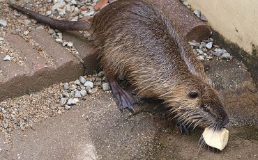 nutria1.jpg