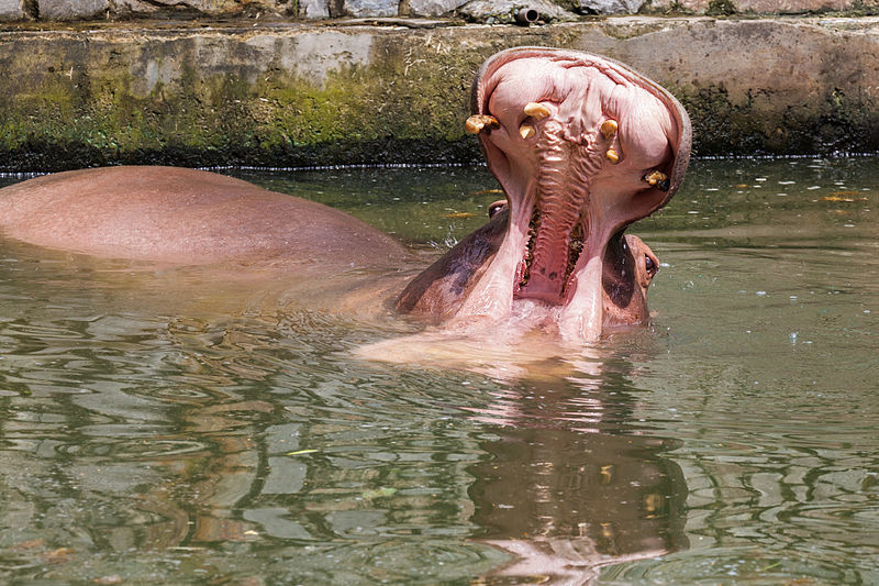 hipoptamo_hippopotamus_amphibius_zoo_de_ciudad_ho_chi_minh_vietnam_2013-08-14_dd_04.jpg
