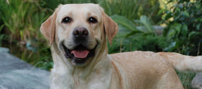 labradorudinetoday.jpg
