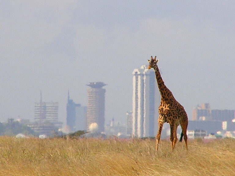 giraffe_-_skyline_-_nairobi_-_park.jpg