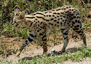 375px-leptailurus_serval_-serengeti_national_park_tanzania-8.jpg