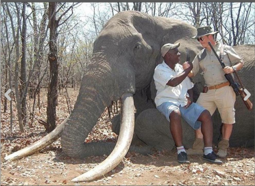 safari-elefante-722124.png