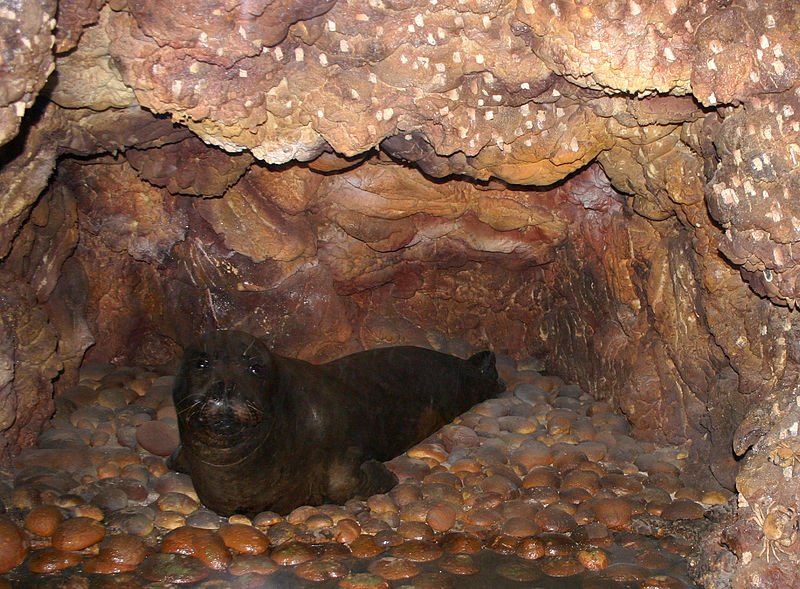 foca monaca.jpg