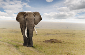 elefantgeafricano.png