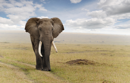 elefantgeafricano.png