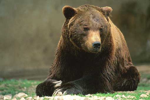 orso_marsicano.jpg