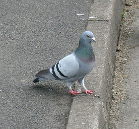 piccione.jpg