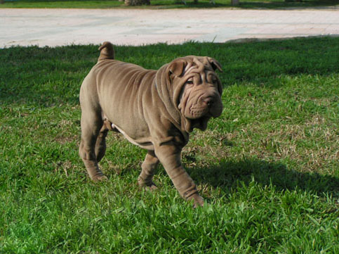 sharpei.jpg
