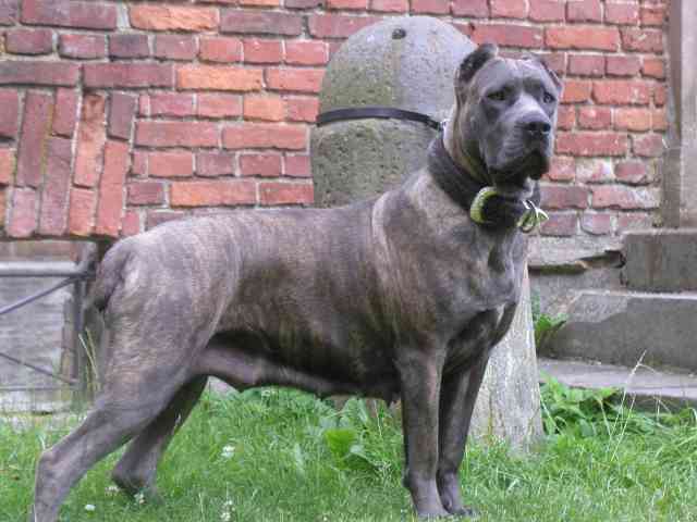 canecorso_28.jpg