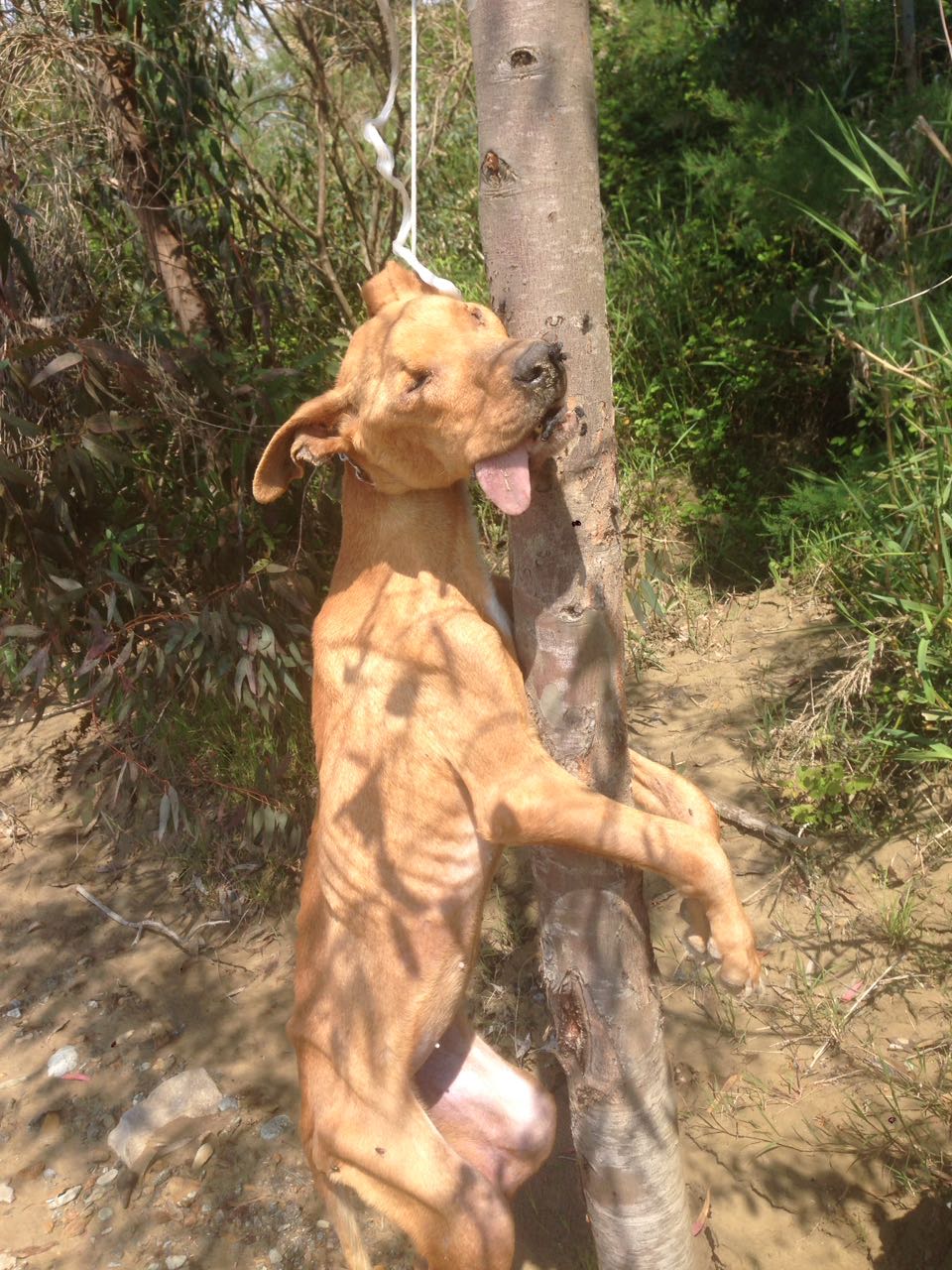 Subito It Campobasso Cerco Cane Da Cinghiale