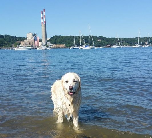 Ostia Rm Dal 25 Aprile Apre La Spiaggia Per Cani