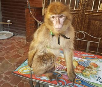 Catania Ritrovata Scimmia Rubata A Un Bimbo Disabile Nelcuore Org