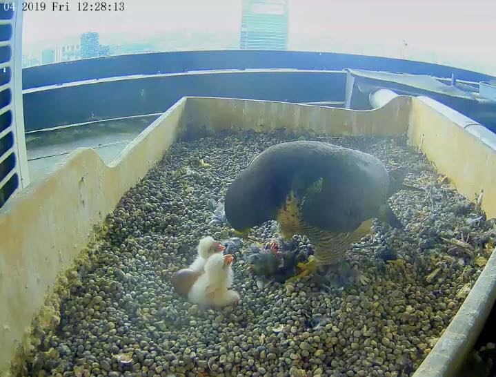 Milano Nati Sul Pirellone Due Falchi Pellegrini Nelcuoreorg