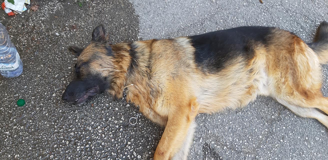 Cisterna Di Latina Orribile Morte Di Un Cane Alla Catena Nelcuore Org